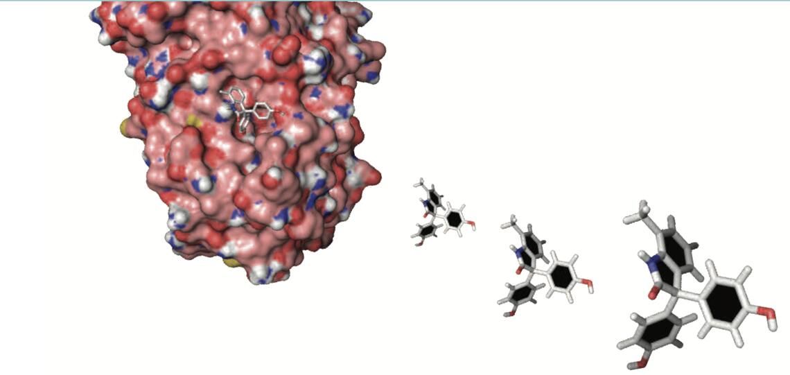 drug, BHPI, to its binding site near one end of the estrogen receptor (ER). BHPI binds to ER at a different site than estrogen, tamoxifen and other antiestrogens (model by Mara Livezey). BHPI fits tightly into a binding cavity on the surface of ER. Unlike tamoxifen, BHPI kills breast cancer cells by acting through ER to induce lethal hyperactivation of a normally protective stress response pathway.