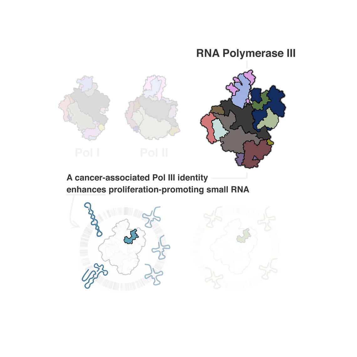 Graphic of RNA Polymerase III.