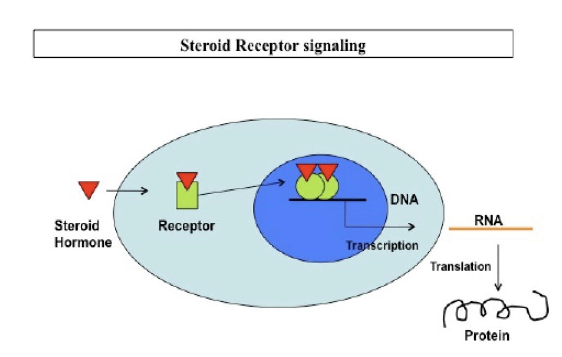 A schematic of steroid hormone signaling via intra-cellular receptors, which regulate transcription of target genes in the nucleus.The resulting messenger RNA are translated into new proteins that change cellular functions.