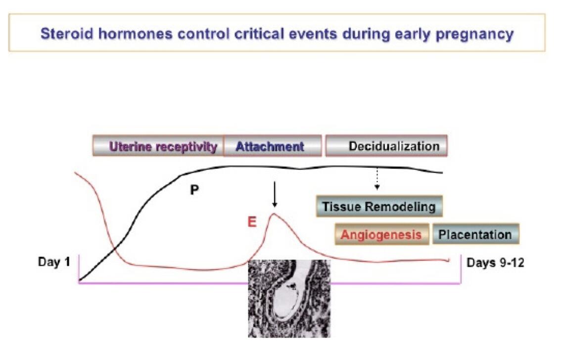 Figure 2: In mice, the implantation process, guided by estrogen and progesterone, progresses through various phases. On day 4 of pregnancy, embryo attaches to the receptive uterus, triggering decidualization, which involves extensive tissue remodeling.