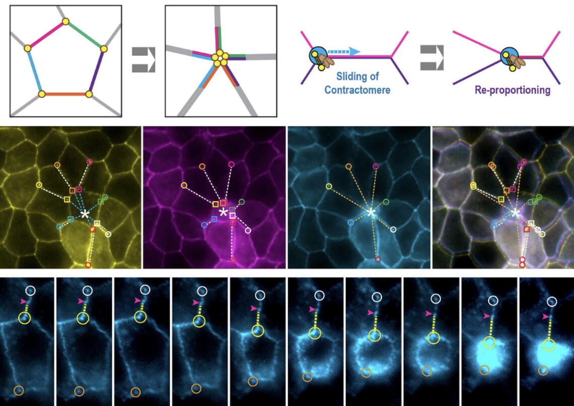 Contractomere movement reorganizes epithelial cell boundaries. Image courtesy of the Tang Lab.