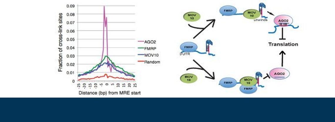 Binding correlation experiments of FMRP and MOV10 at active MRE sites (left) indicate that these proteins interact to suppress or increase expression of co-bound mRNAs (right).