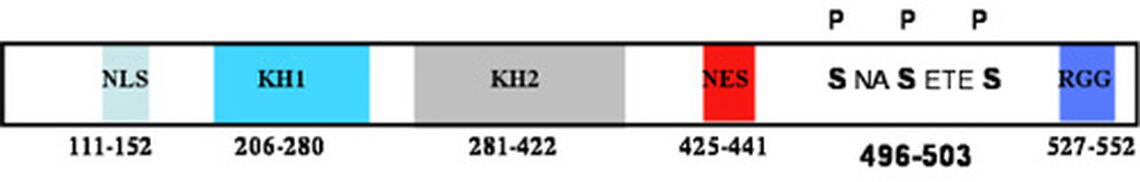 Fig. 1. Schematic of FMRP showing the protein domains and phosphorylation sites. NLS-nuclear localization sequence, KH-homology to hnRNP K, NES-nuclear export sequence, RGG-arginine glycine rich region. The three phosphorylated serines are indicated between the NES and RGG box at amino acids 496, 499, and 503.