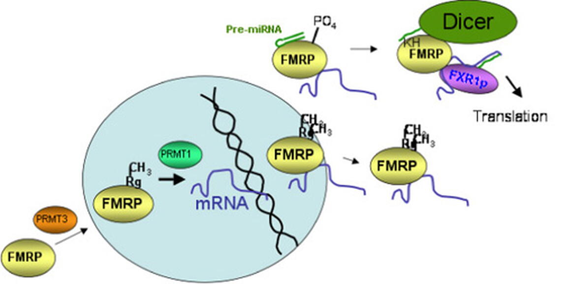 Fig. 2. Newly synthesized FMRP is methylated before it enters the nucleus by PRMT3 and again by PRMT1 in the nucleus to modulate RNA binding by the RGG box. FMRP binds nascent transcripts and is exported from the nucleus. In the cytoplasm, phosphorylated FMRP associates with pre-miRNAs and upon dephosphorylation associates with Dicer, which processes the pre-miRNAs into mature miRNAs that bind mRNAs. In this model the miRNA that binds the FMRP-associated mRNA also recruits FXR1p to activate translation. FXR