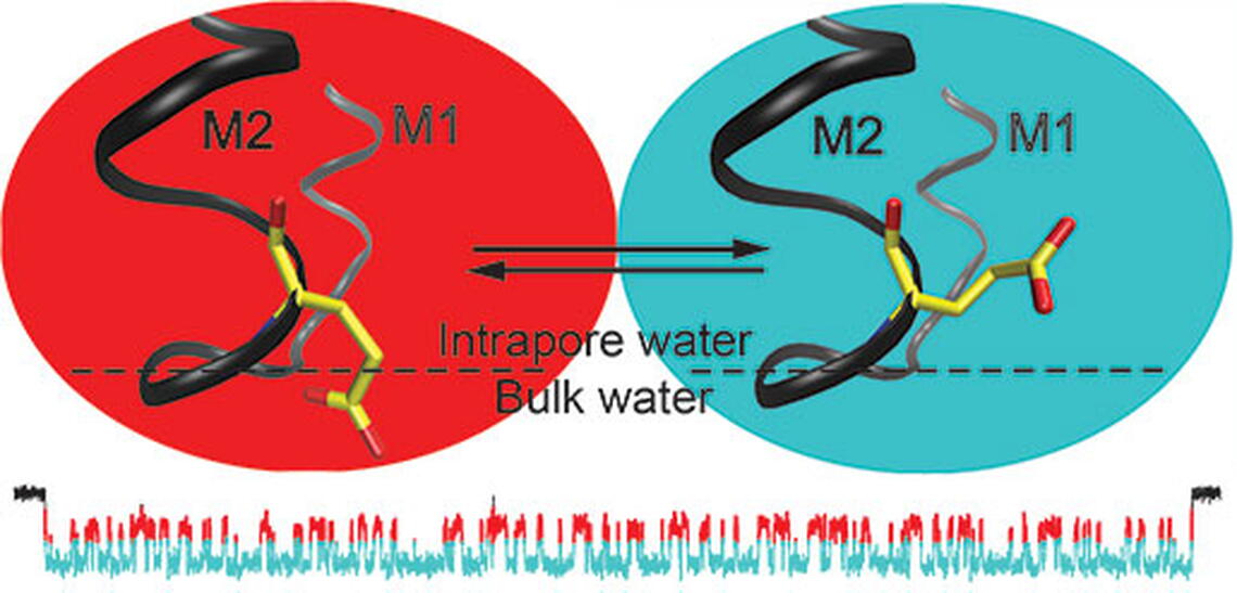 Courtesy of Grosman Lab