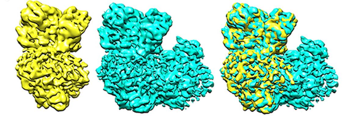 One of the enzymes, in yellow, that is part of the supercomplex, blue, fits nicely into the ankle and heel of the boot-shaped supercomplex.