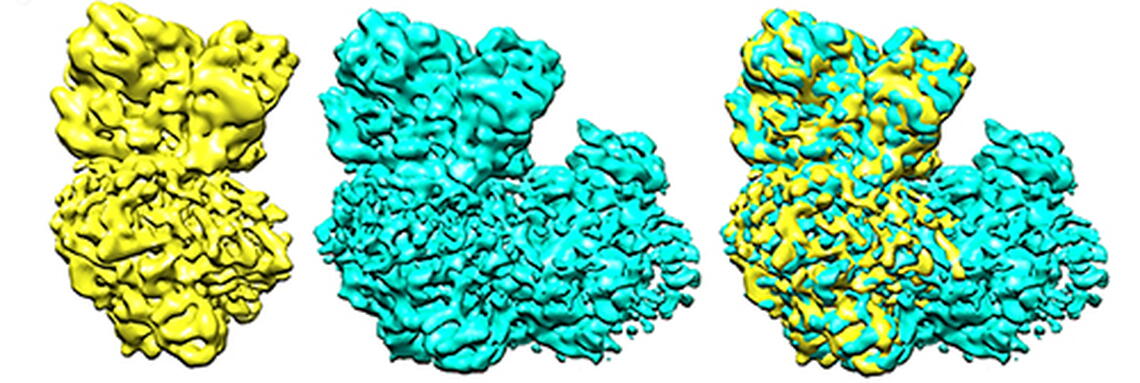 One of the enzymes, in yellow, that is part of the supercomplex, blue, fits nicely into the ankle and heel of the boot-shaped supercomplex.