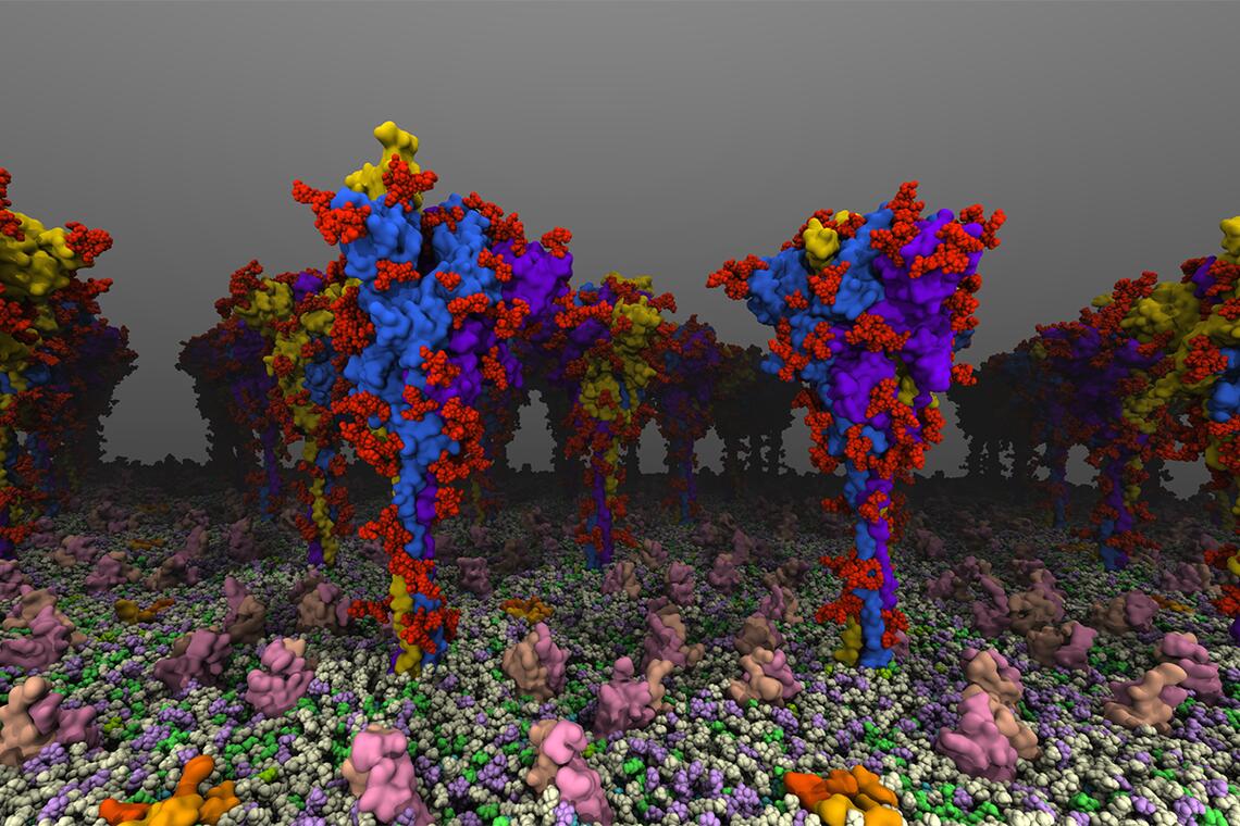 University of Illinois researchers created atomic-level models of the spike protein that plays a key role in COVID-19 infection and immunity, revealing how the protein bends and moves as it seeks to engage receptors. Image courtesy of Tianle Chen.
