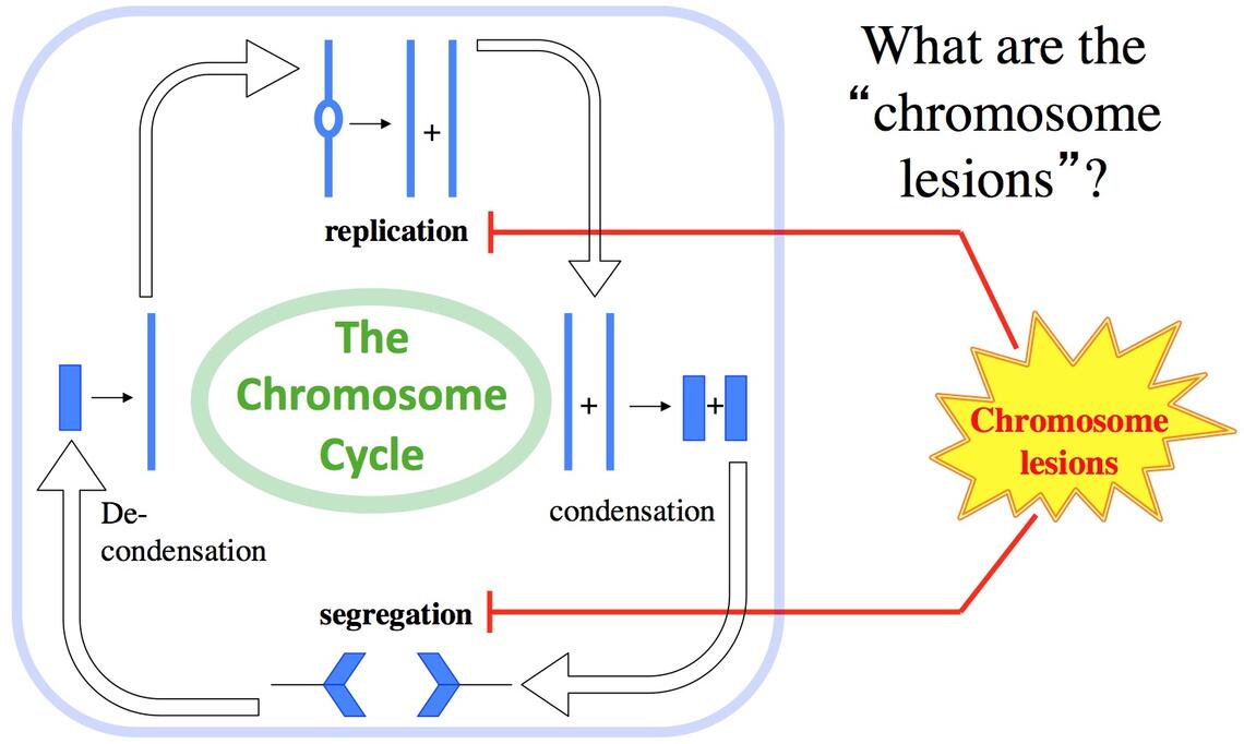 Graphic depicts the chromosome cycle with the question "what are the chromosome lesions?" to the side of the chart.