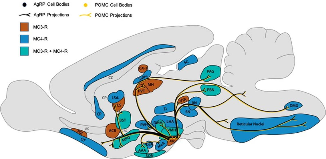 Fig. 1: Central melanocortin circuitry