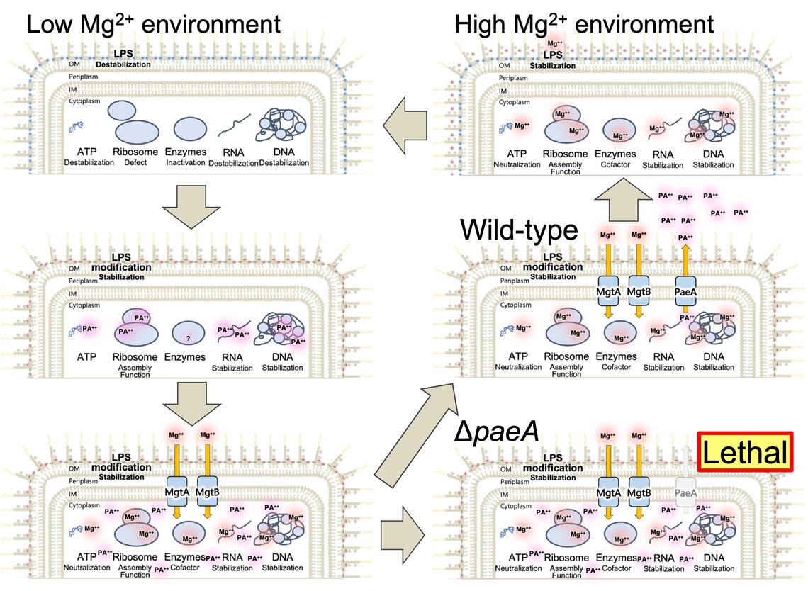 research image from mBio