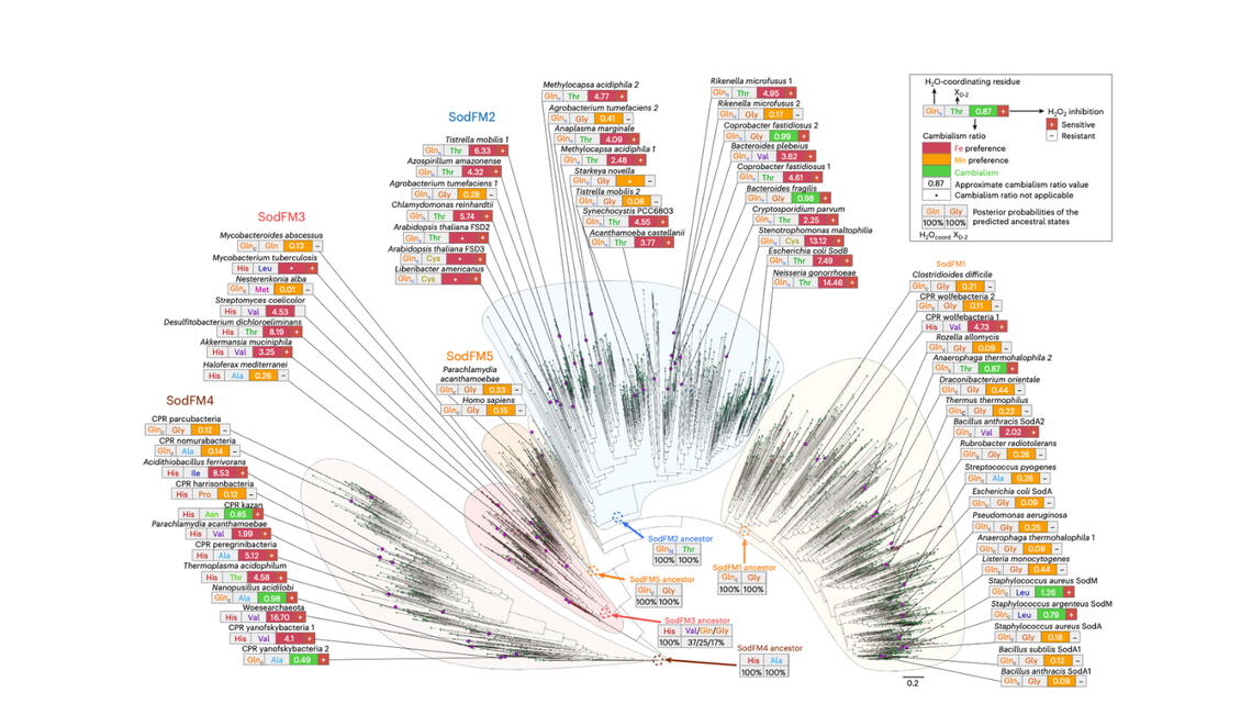 Graphic illustration of protein tree map