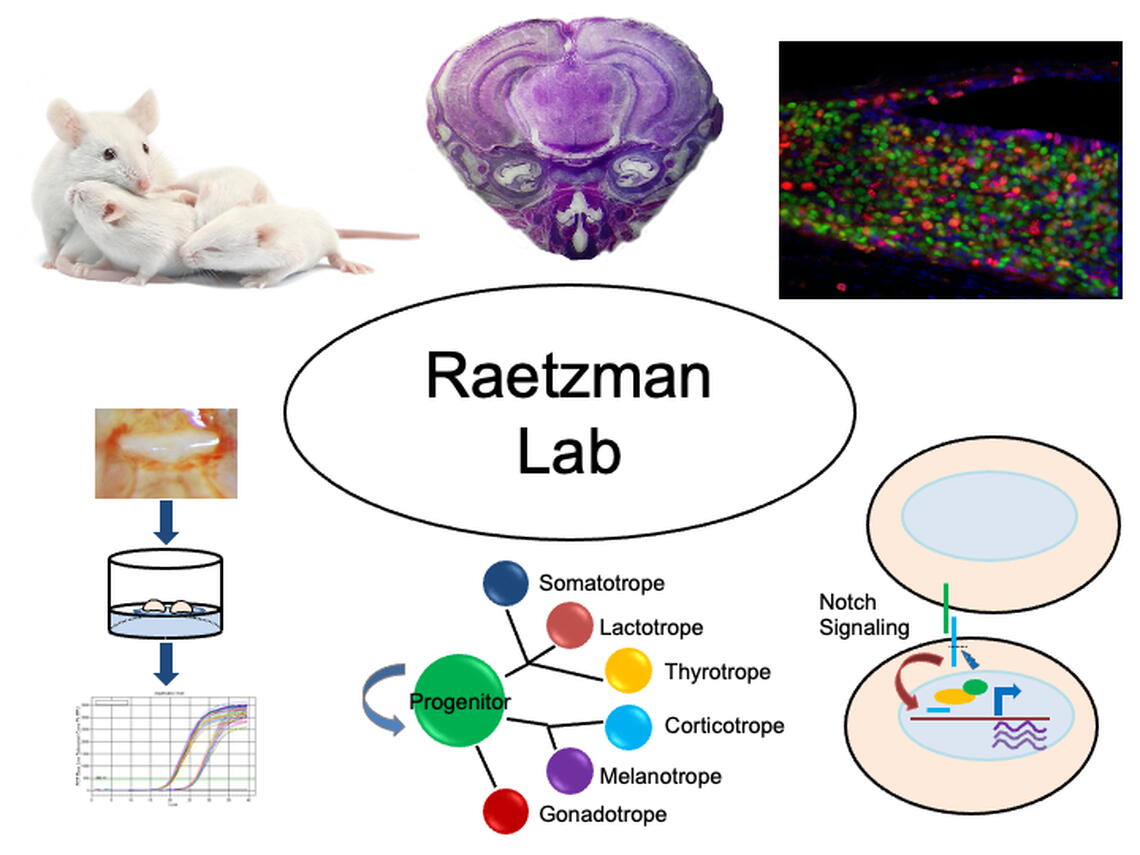 graphical abstract of research projects in the Raetzman lab