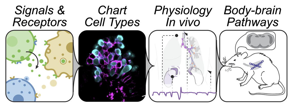 graphical overview of research in the Schappe lab