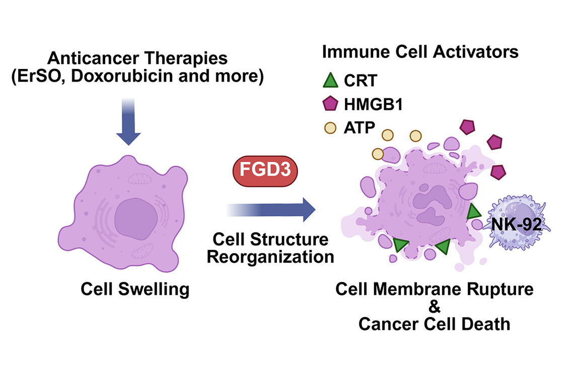 The cellular protein, FGD3, alters the disrupted cancer cells, promoting the display of molecules on their surface that recruit immune cells