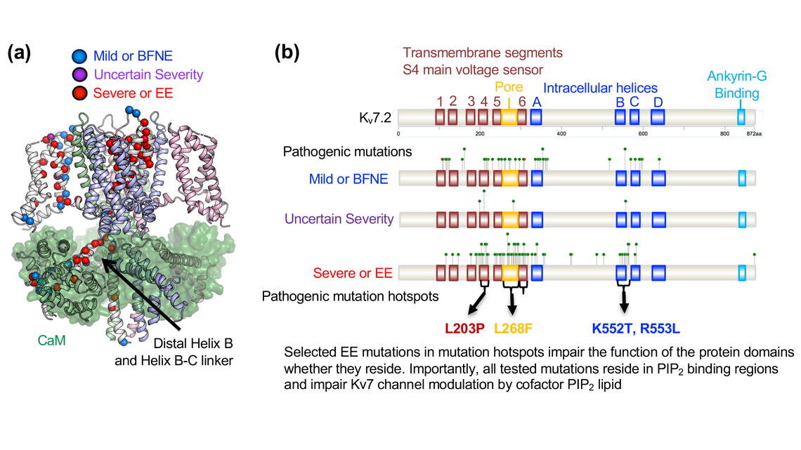 Chung_ResearchFigure_copy.png