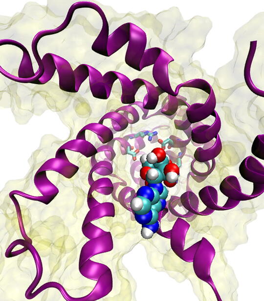 View of the ATP/ADP carrier from the cytoplasm, with the ADP molecule (blue, aqua, red and white spheres) at the entrance, ready to be funneled into the carrier.