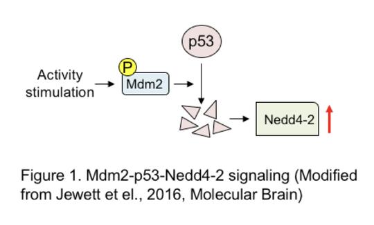 Figure 1: Mdm2-p53-Nedd4-2 signaling (modified from Jewett et. el., 2016, Molecular Brain)