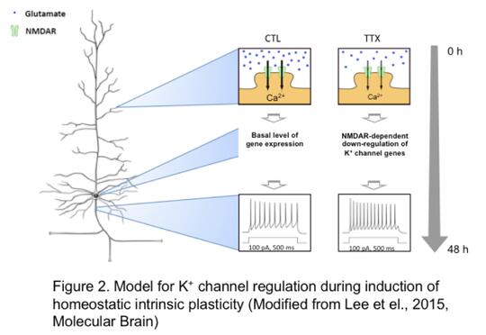 Figure 2: Model for K+ channel regulation during induction of homeostatic intrinsic plasticity (modified from Lee et el., 2015, Molecular Brain)
