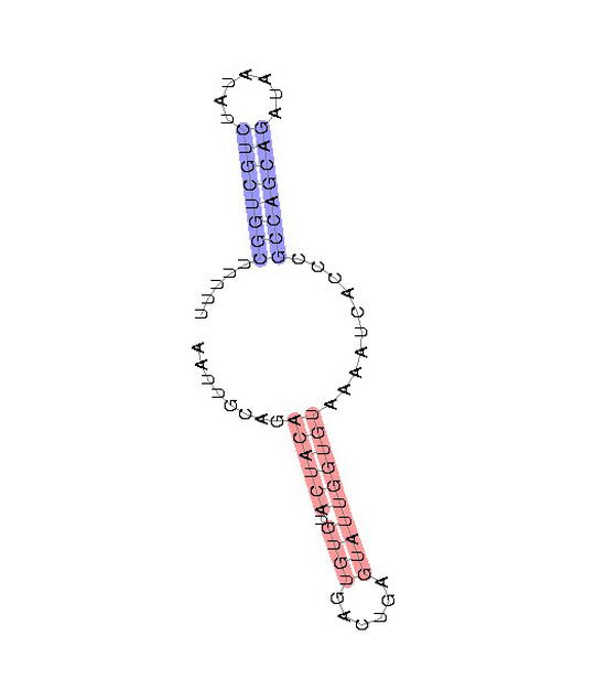 The suspected structure of Sgrs, 277 nucleotides in length.