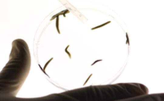 Germ cells