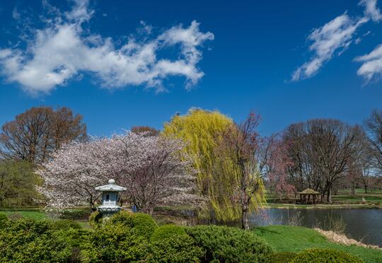 The sakura trees blossom in fluffy white petals at the Japan House at the University of Illinois. Numerous other trees show off their spring blooms, including magnolia, forsythia, soft-pink crabapples, and redbud.