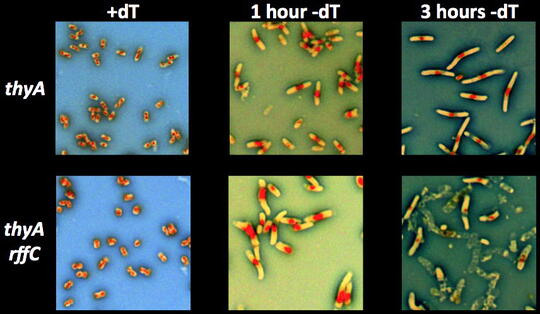 six pictures showing timing of thyA and thyA rffC