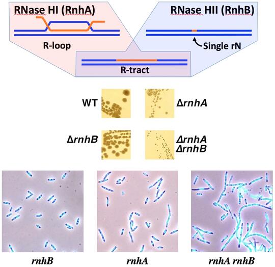 Phenotypes of the rnhAB mutants and R-tracts graphic illustration