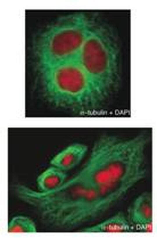 Figure 2. Increased multinucleation on silencing of Orc6 expression in HeLa cells by siRNA. Prasanth et al, 2002 Science 297(5583): 1026-1031