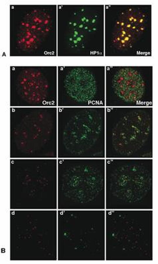 Prasanth cell imaging