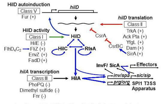 A working model for SPI1 regulation