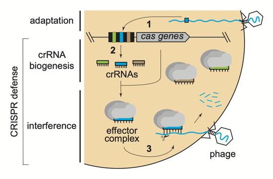Depiction of general mechanism of CRISPR-Cas immunity