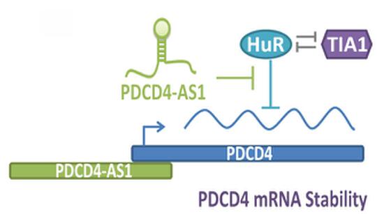 Fig. 3: Proposed model showing the mode of action of PDCD4-AS1 in promoting the stability of PDCD4 mRNA by attenuating the association of HuR to the 3’UTR of PDCD4 mRNA (Jadaliha et al., 2018).