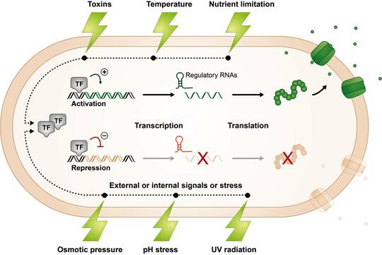 Bacterial stress responses cycle illustration
