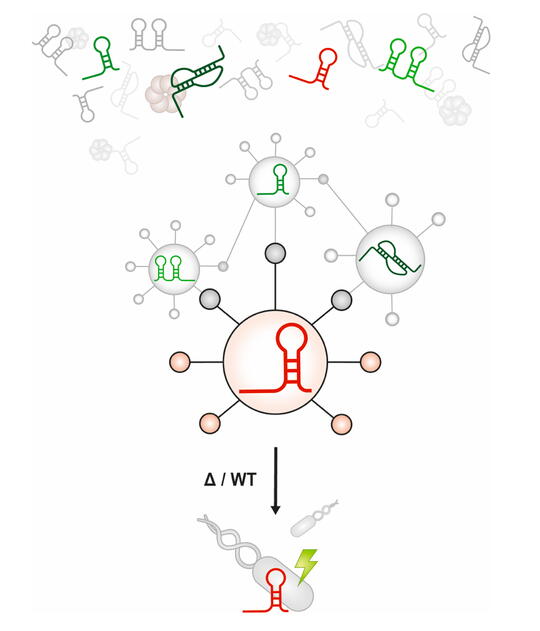 Global discovery and characterization of small RNA regulatory networks