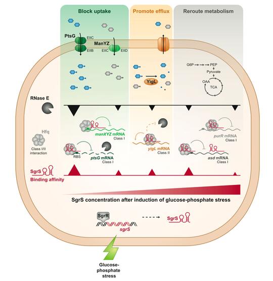 Post-transcriptional control of carbohydrate transport and metabolism
