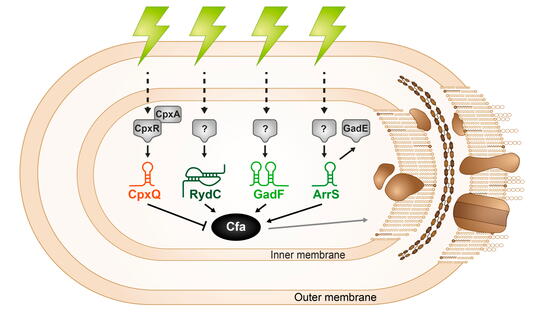 Small RNA-mediated control of membrane structure and function