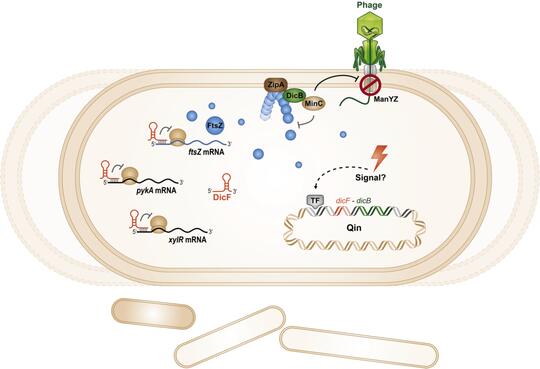 Prophage-encoded regulators control bacterial host metabolism and physiology