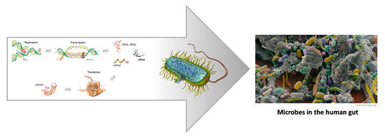 Genetics and physiology of gut microbes