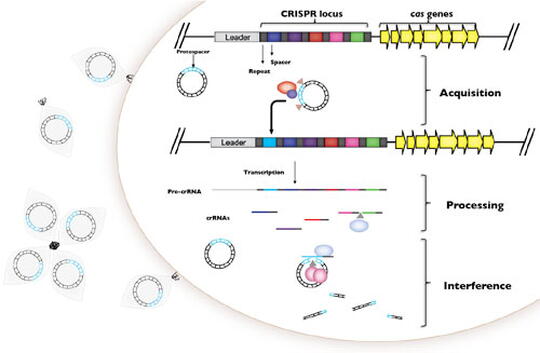 Schematic of the CRSPR-Cas system (credit Maria A. Bautista)