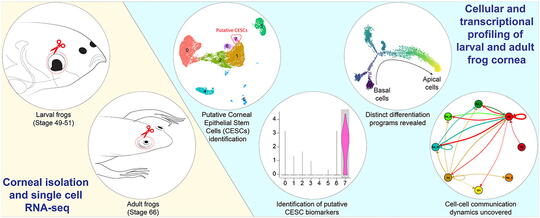 Graphic illustration of the cellular and transcriptional profiling of larval and adult frog cornea.