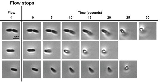 Research image of cells standing up. 