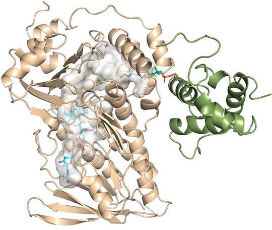 x-ray crystal structure of MonCI.