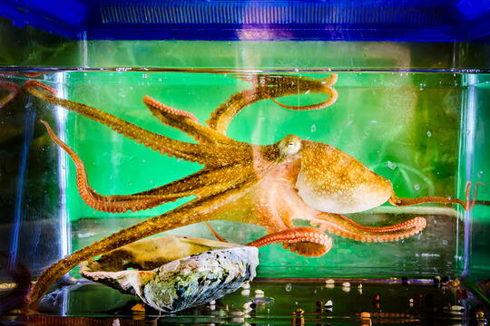 An orange octopus in a tank