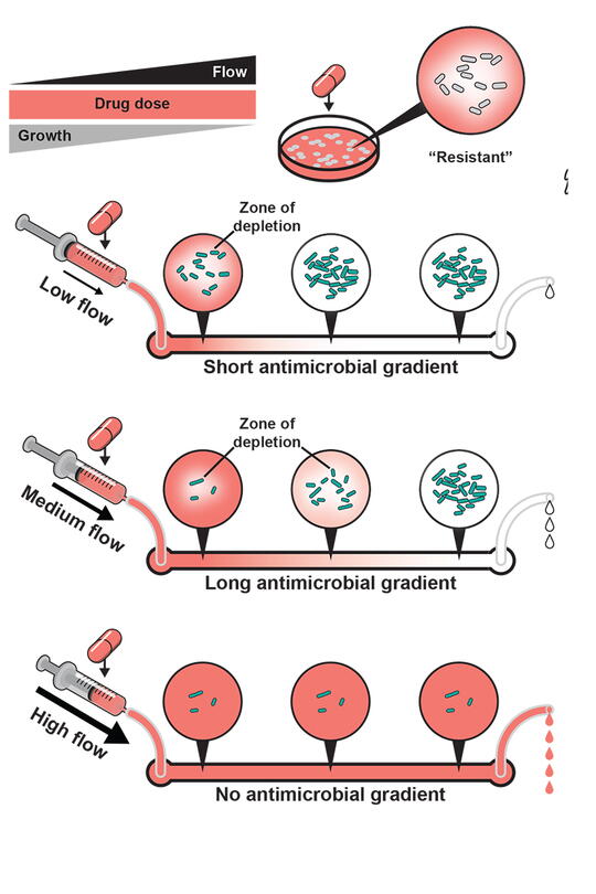 Graphic showing testing of antibiotic effectiveness 