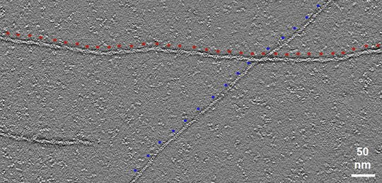 Actin_Tomogram_Hypertwist.png