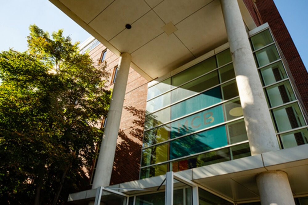 Exterior shot of the School of MCB's Chemical & Life Sciences Building during summertime. 