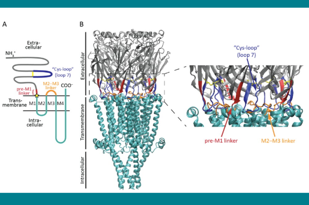 A computer rendering demonstrating the components of an ion channel