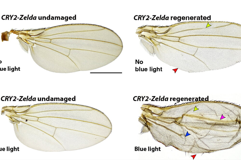 four damaged and undamaged drosophila wings