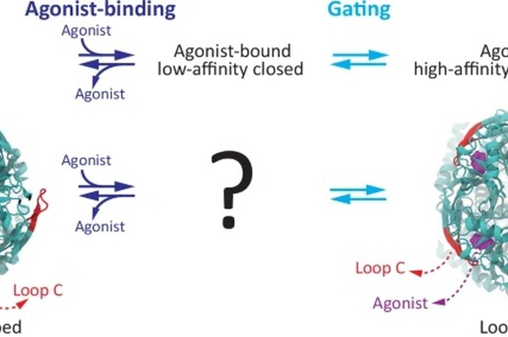 Ligand Gated Ion Channel